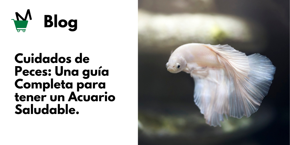 Cuidado de peces guia completa acuario saludable cuidados peces