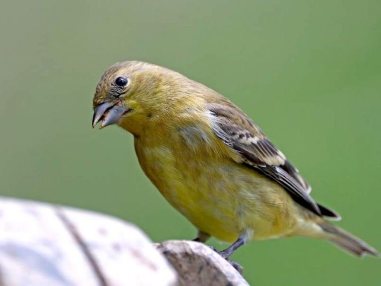 Lee más sobre el artículo Canarios timbrado espanol