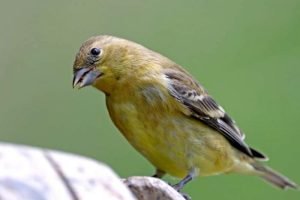 Canarios timbrado espanol