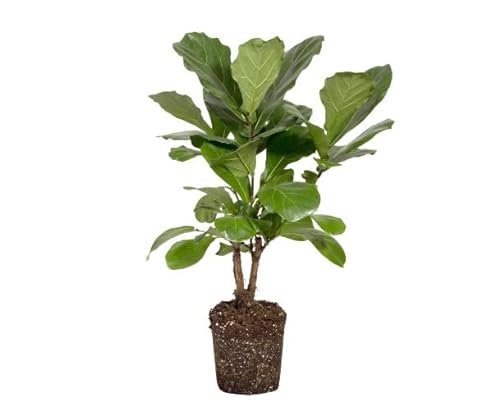 Lee más sobre el artículo Ficus lyrata ikea