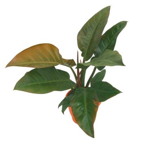 Lee más sobre el artículo Philodendron imperial red