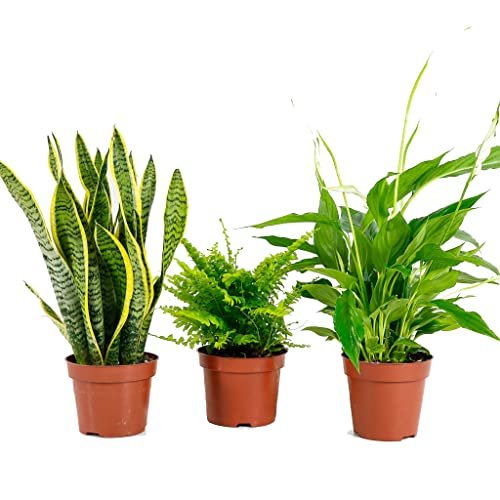 Lee más sobre el artículo Sansevieria alcampo