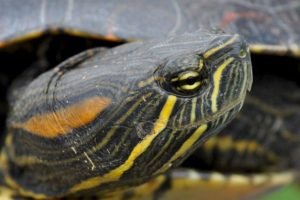 Tortugas De orejas Rojas Japonesas