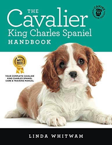 Lee más sobre el artículo King charles cavalier spaniel