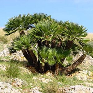 2 Semillas Palmito (Chamaerops Humilis)